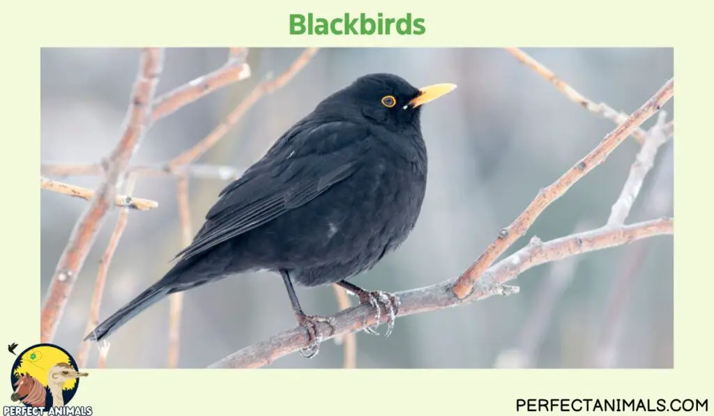 What Birds Lays Blue Eggs?  | Blackbirds