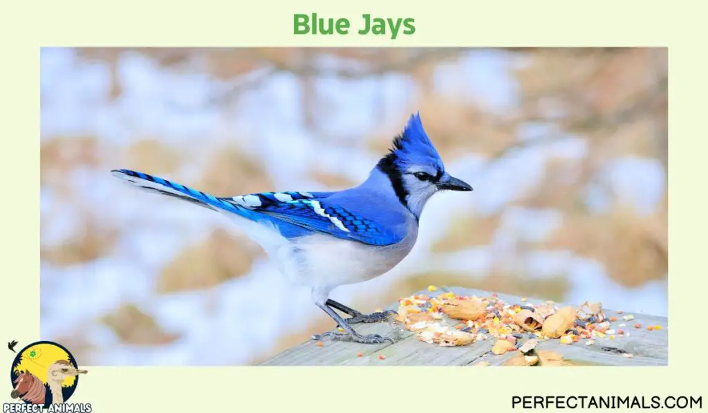 What Birds Lays Blue Eggs?  | Blue Jays