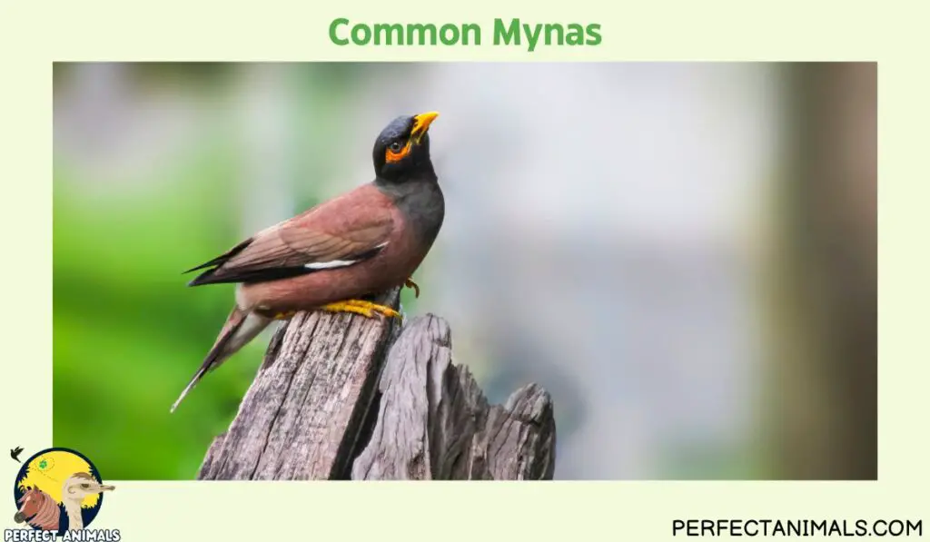 What Birds Lays Blue Eggs?  | Common Mynas