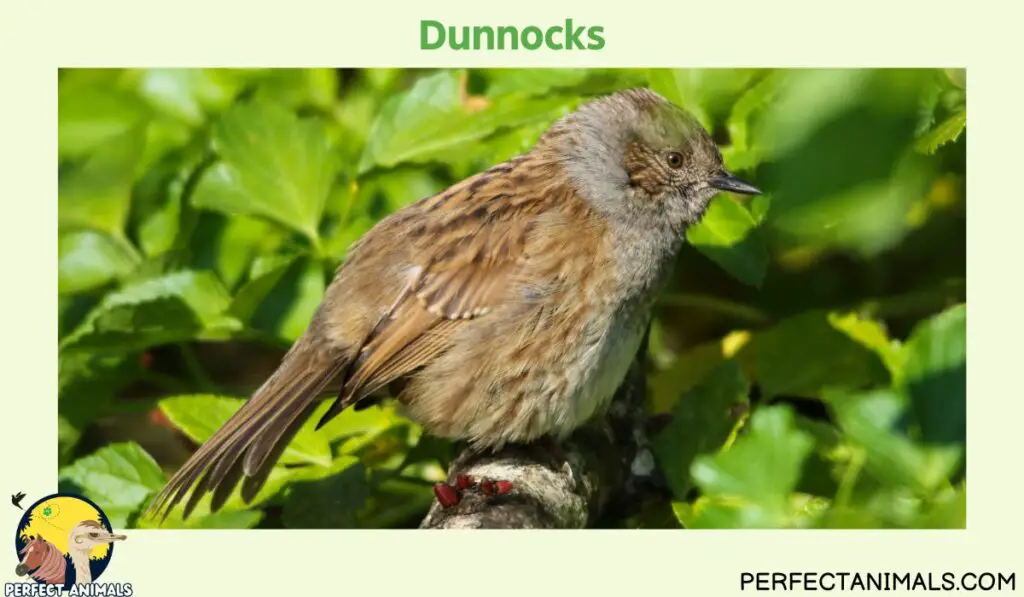 What Birds Lays Blue Eggs?  | Dunnocks