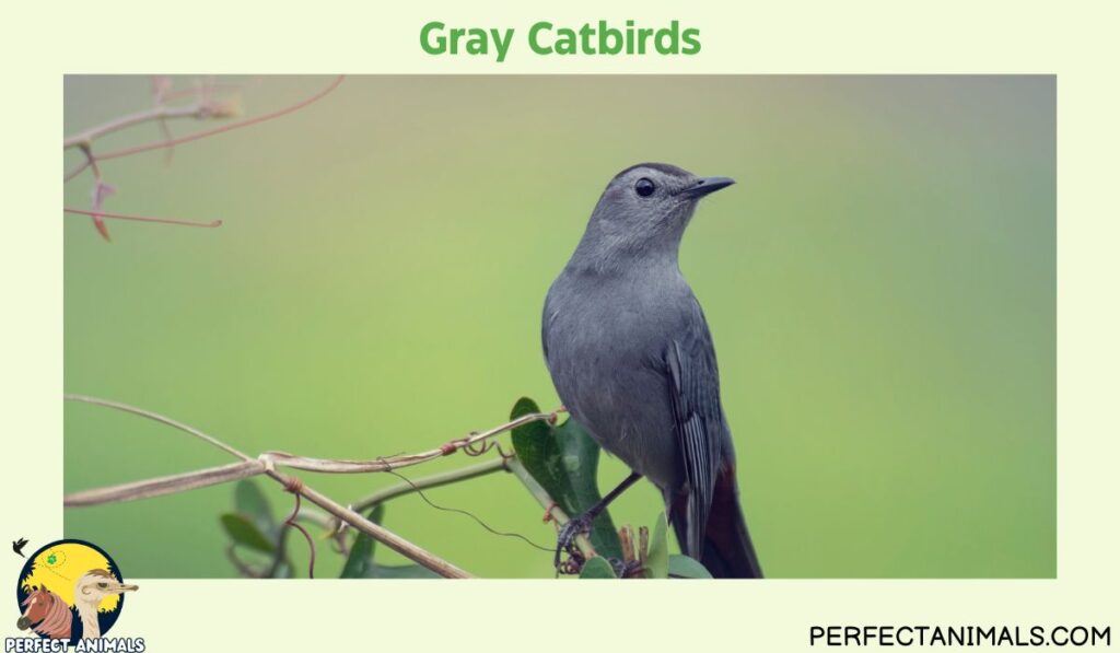What Birds Lays Blue Eggs?  | Gray Catbirds