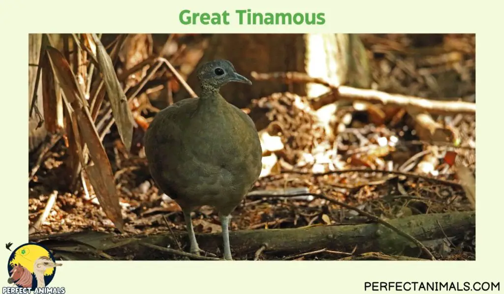 What Birds Lays Blue Eggs?  | Great Tinamous