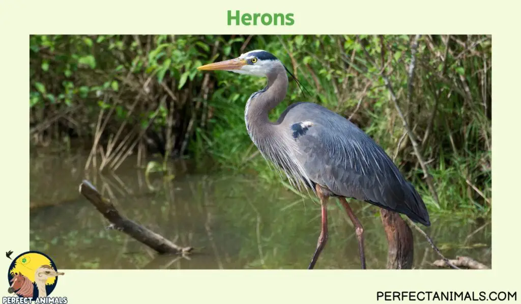 What Birds Lays Blue Eggs?  | Herons
