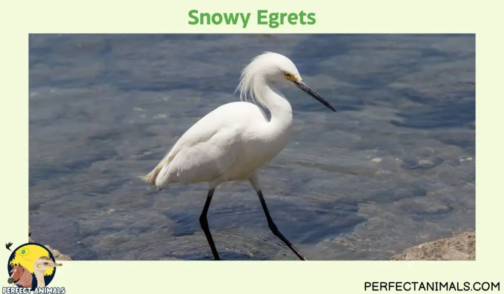 What Birds Lays Blue Eggs?  | Snowy Egrets