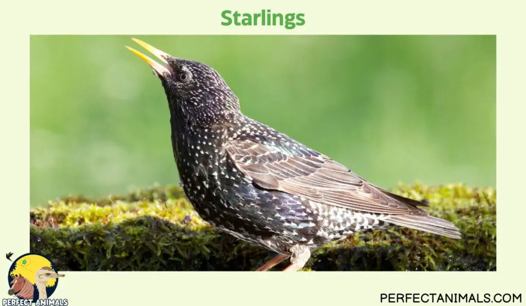 What Birds Lays Blue Eggs?  | Starlings