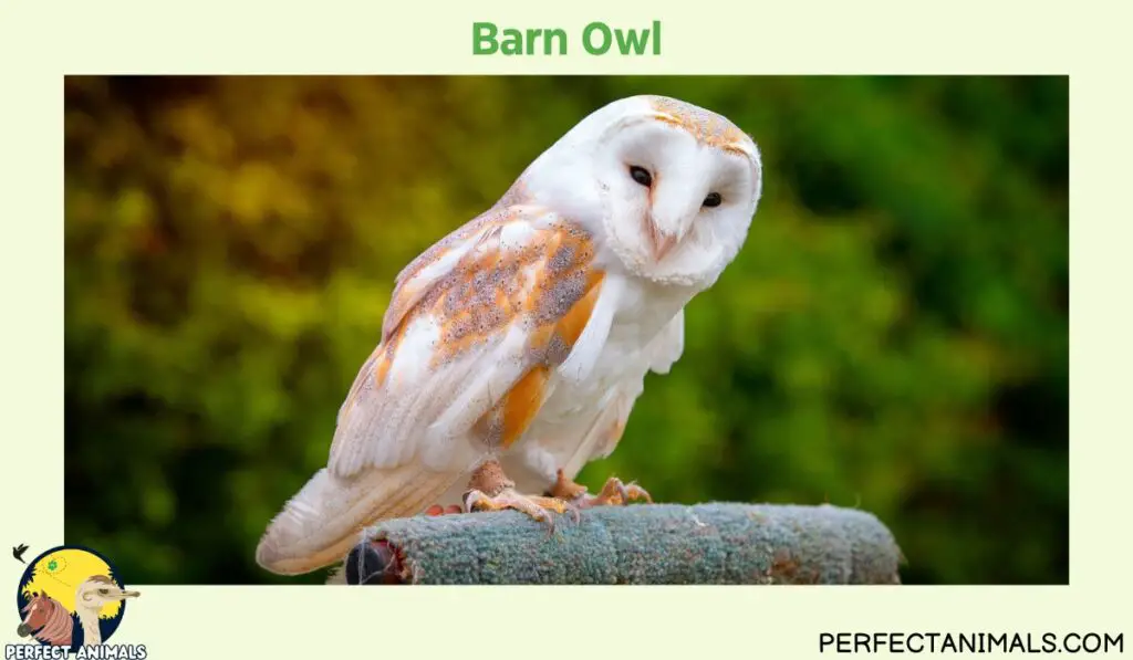 owls of illinois | Barn Owl