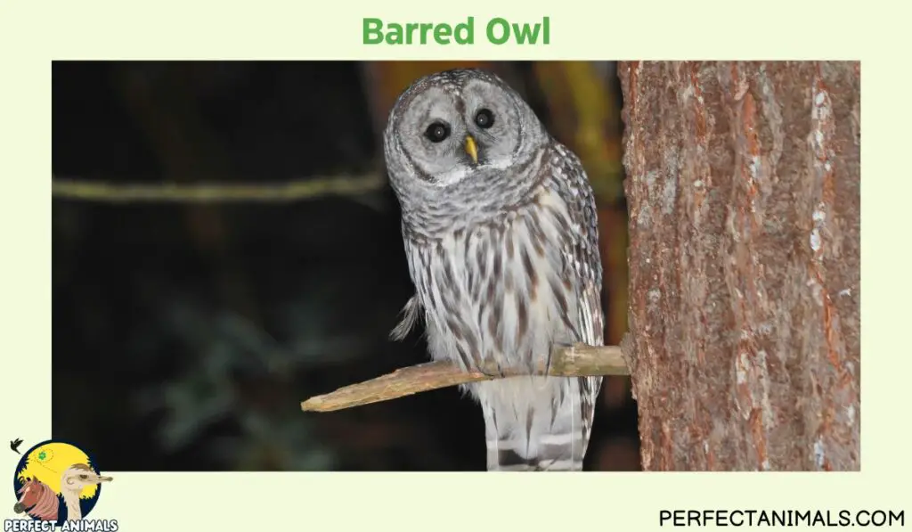owls of illinois | Barred Owl