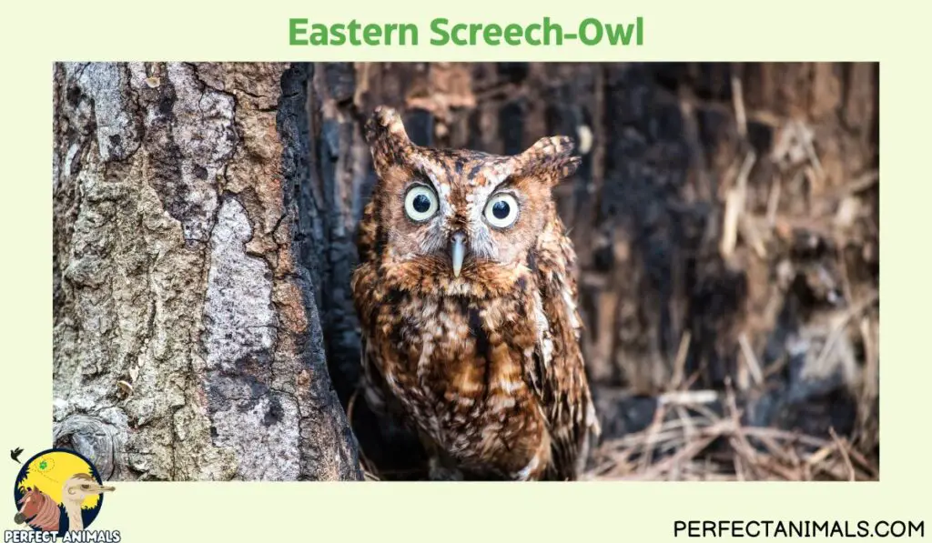 owls of illinois | Eastern Screech-Owl