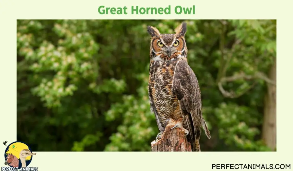 owls of illinois | Great Horned Owl