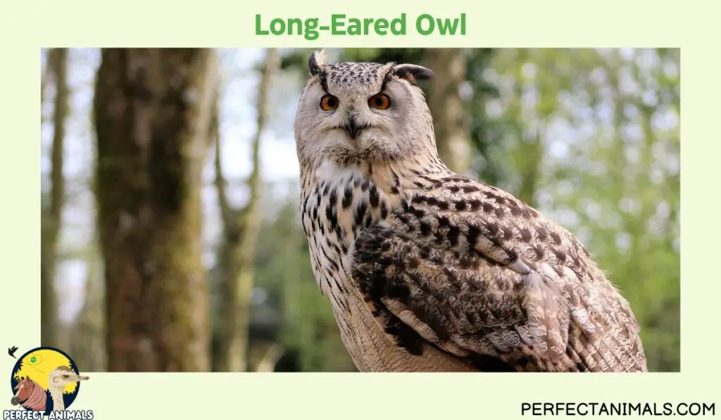 owls of illinois | Long-Eared Owl