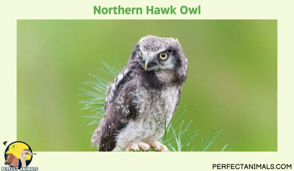 owls of illinois | Northern Hawk Owl