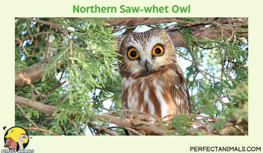 owls of illinois | Northern Saw-whet Owl