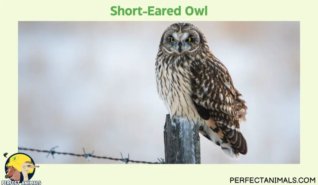 owls of illinois | Short-Eared Owl