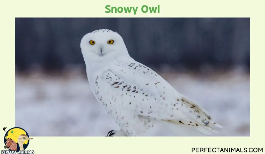 owls of illinois | Snowy Owl