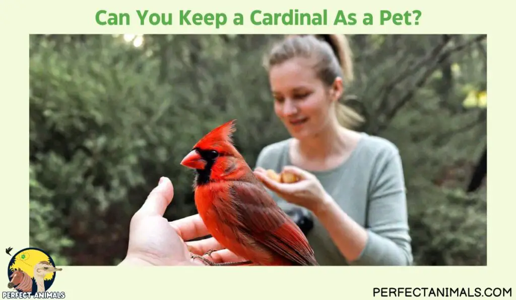 Can You Keep a Cardinal As a Pet?