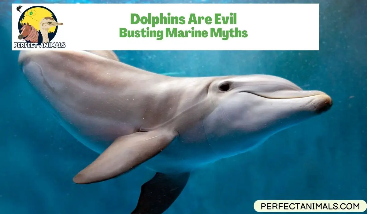 Dolphins Are Evil