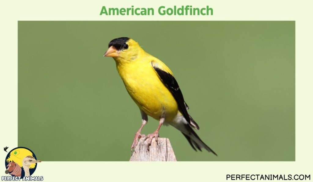 Yellow Birds in Georgia | American Goldfinch