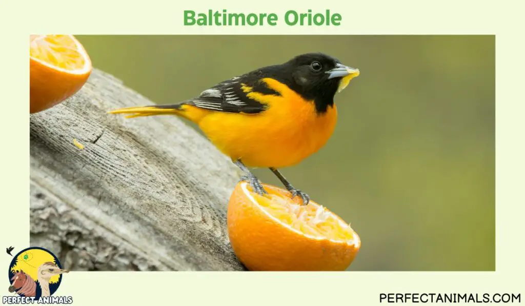 yellow birds in Georgia |Baltimore Oriole