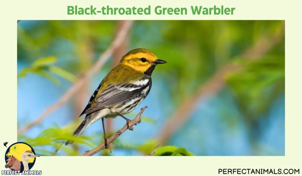 yellow birds in Georgia | Black-throated Green Warbler