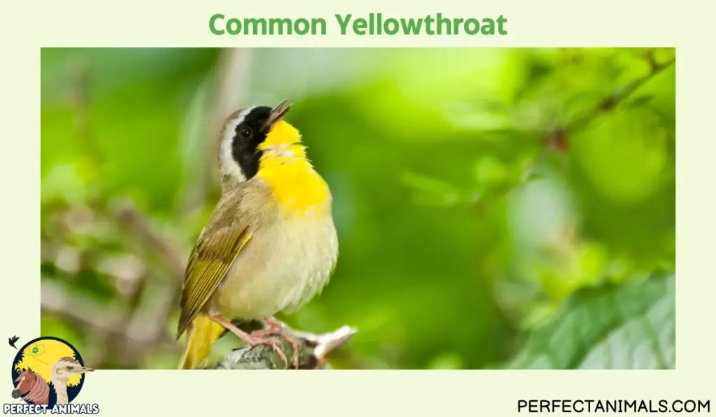yellow birds in Georgia |Common Yellowthroat