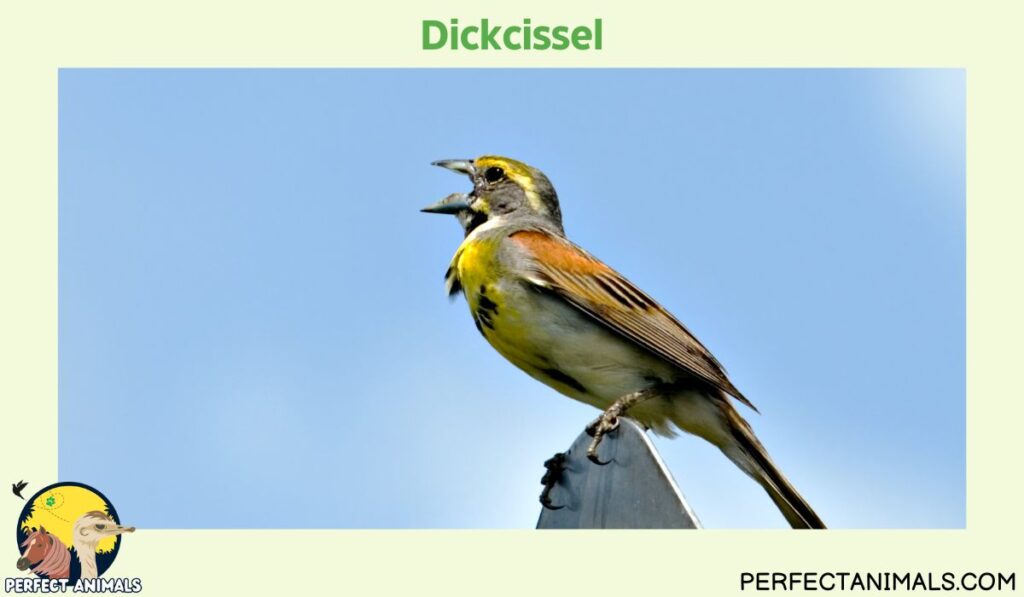 yellow birds in Georgia | Dickcissel