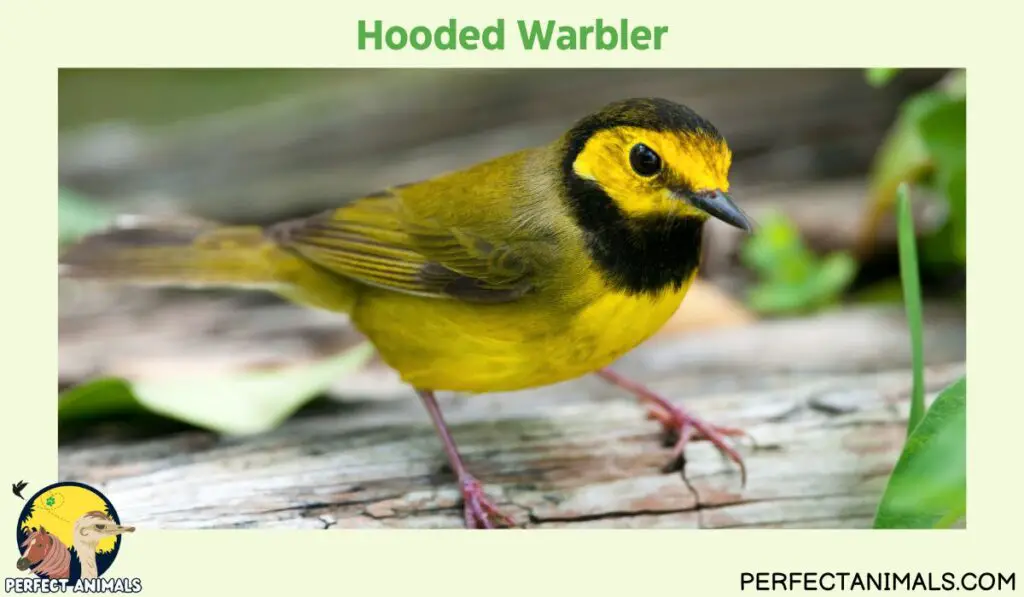 yellow birds in Georgia |Hooded Warbler