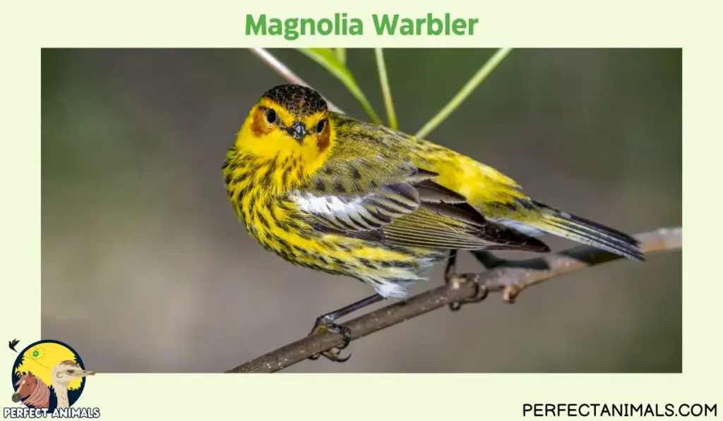 yellow birds in Georgia | Magnolia Warbler 