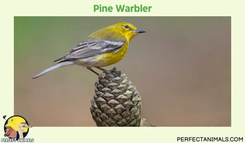  yellow birds in Georgia |Pine Warbler