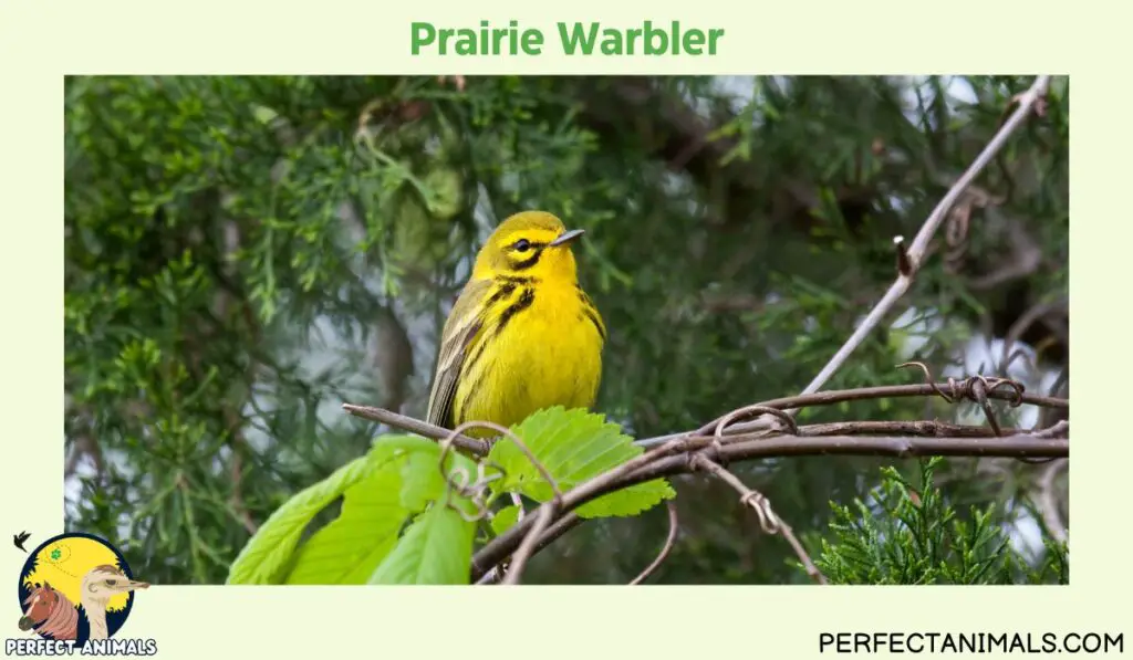 yellow birds in Georgia | Prairie Warbler