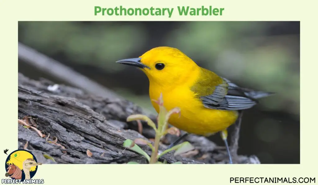 yellow birds in Georgia |Prothonotary Warbler
