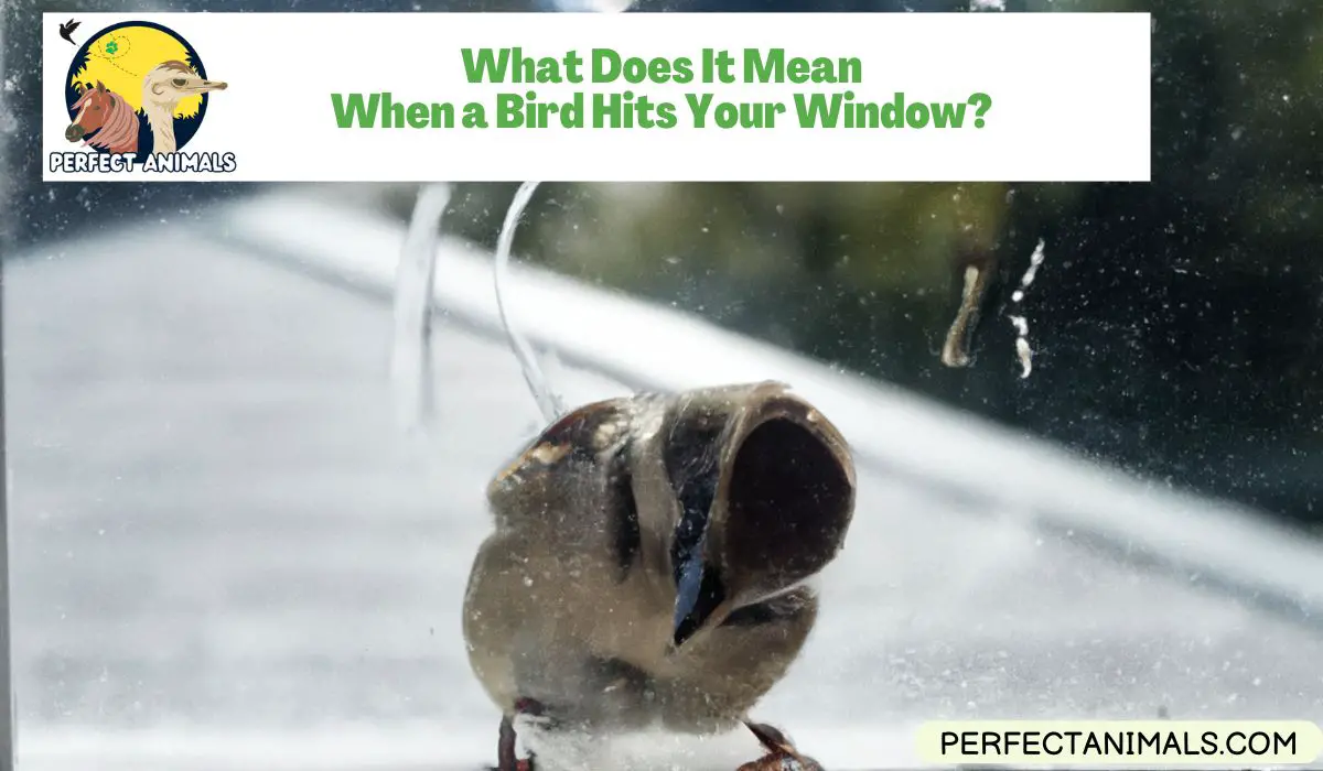 What Does It Mean When a Bird Hits Your Window?