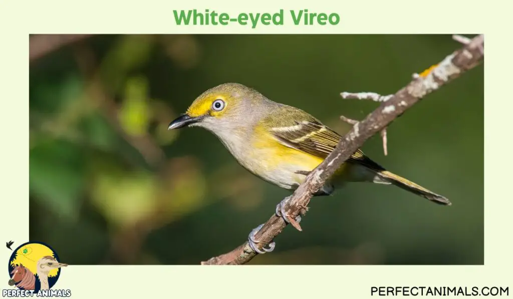 yellow birds in Georgia |White-eyed Vireo
