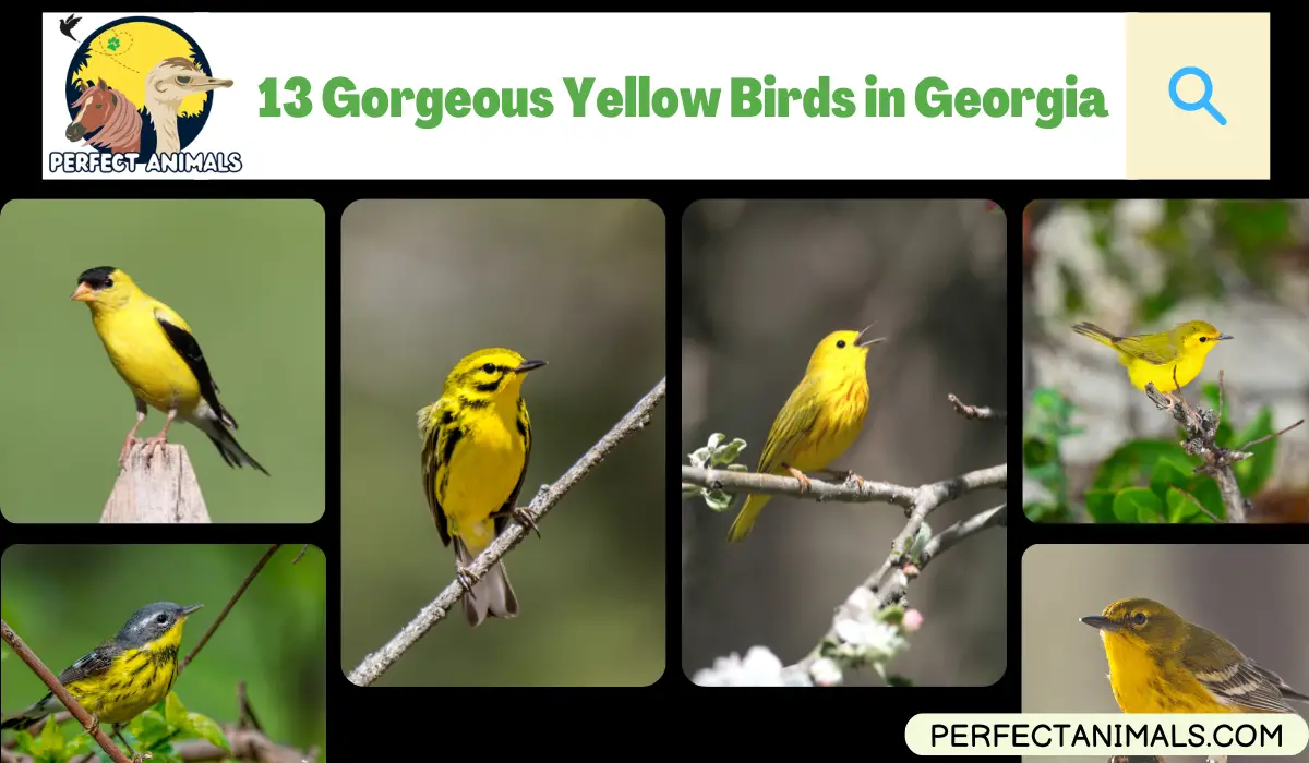 Yellow Birds in Georgia