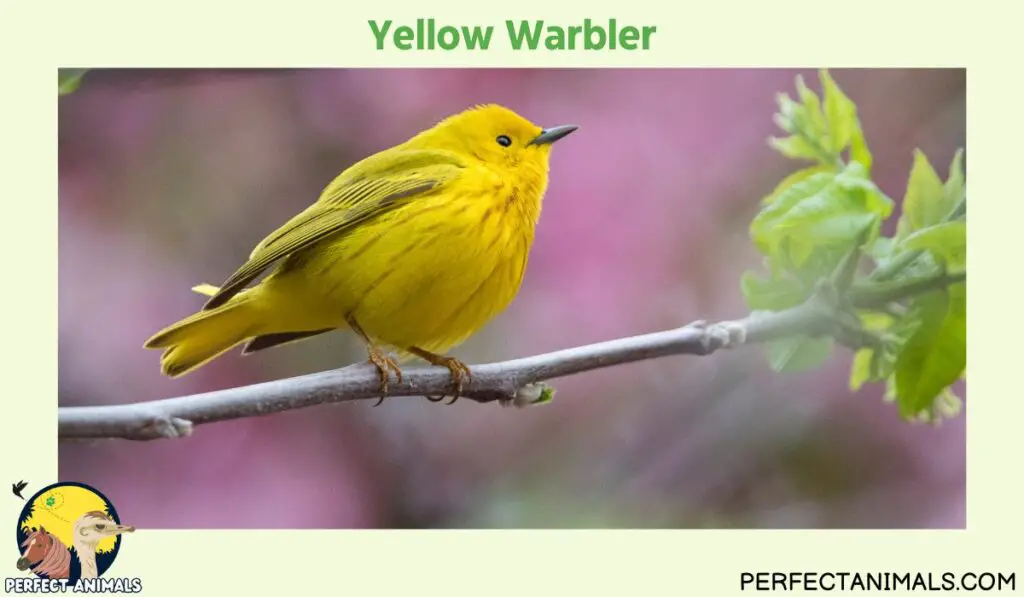 yellow birds in Georgia |Yellow Warbler