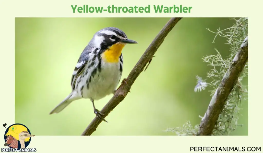 yellow birds in Georgia |Yellow-throated Warbler
