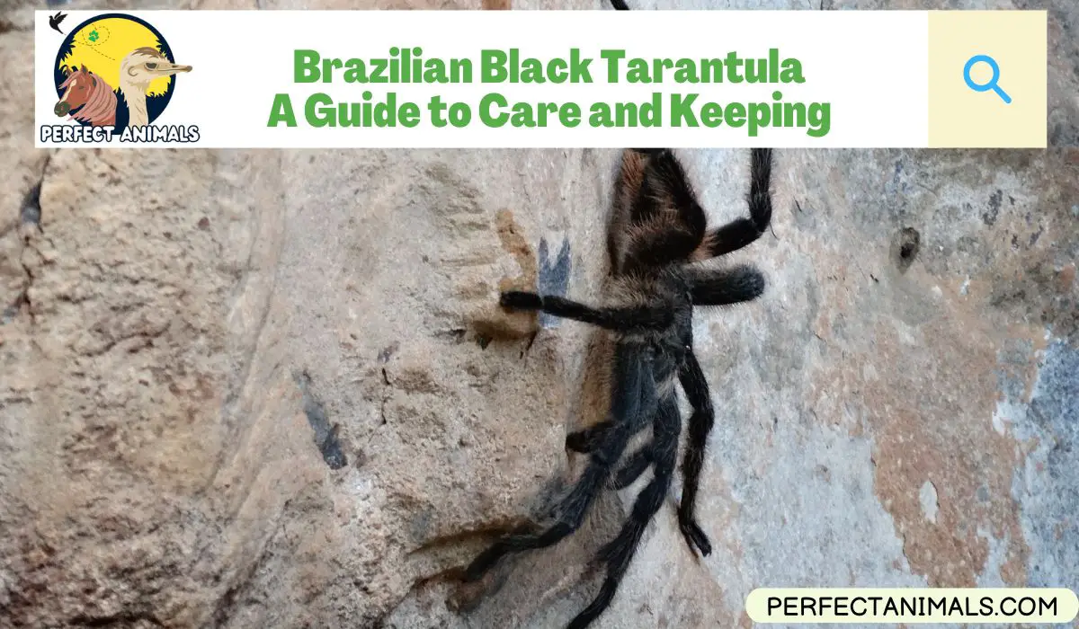 Brazilian black tarantula