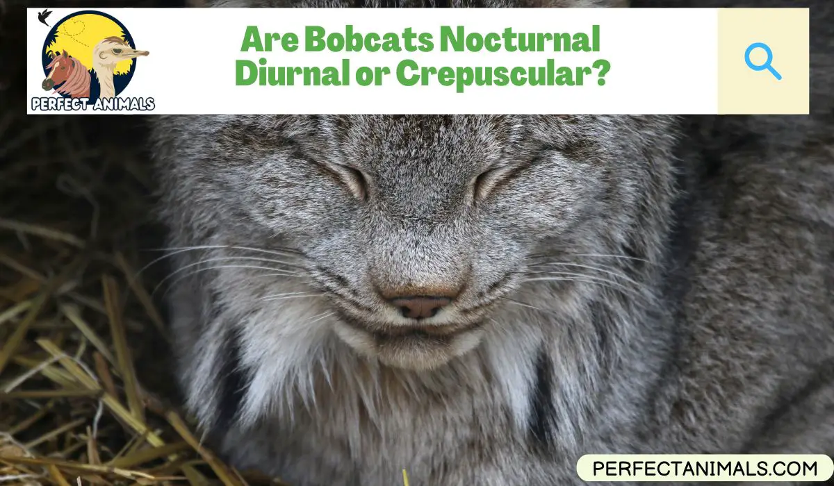 Are Bobcats Nocturnal, Diurnal or Crepuscular