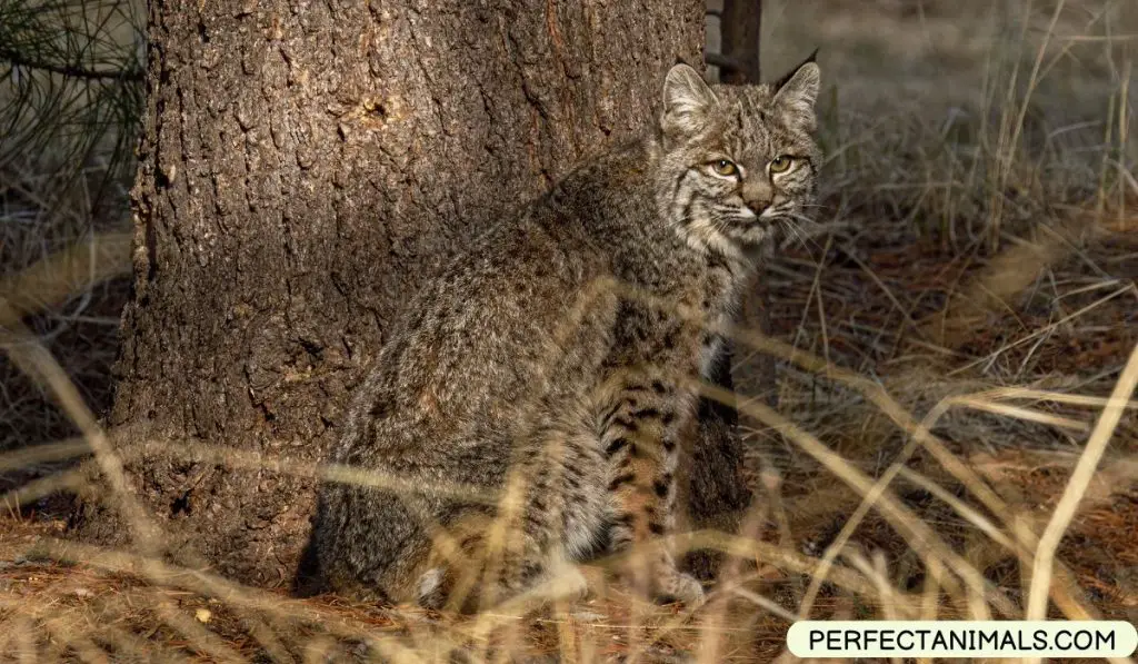 Are Bobcats Nocturnal?