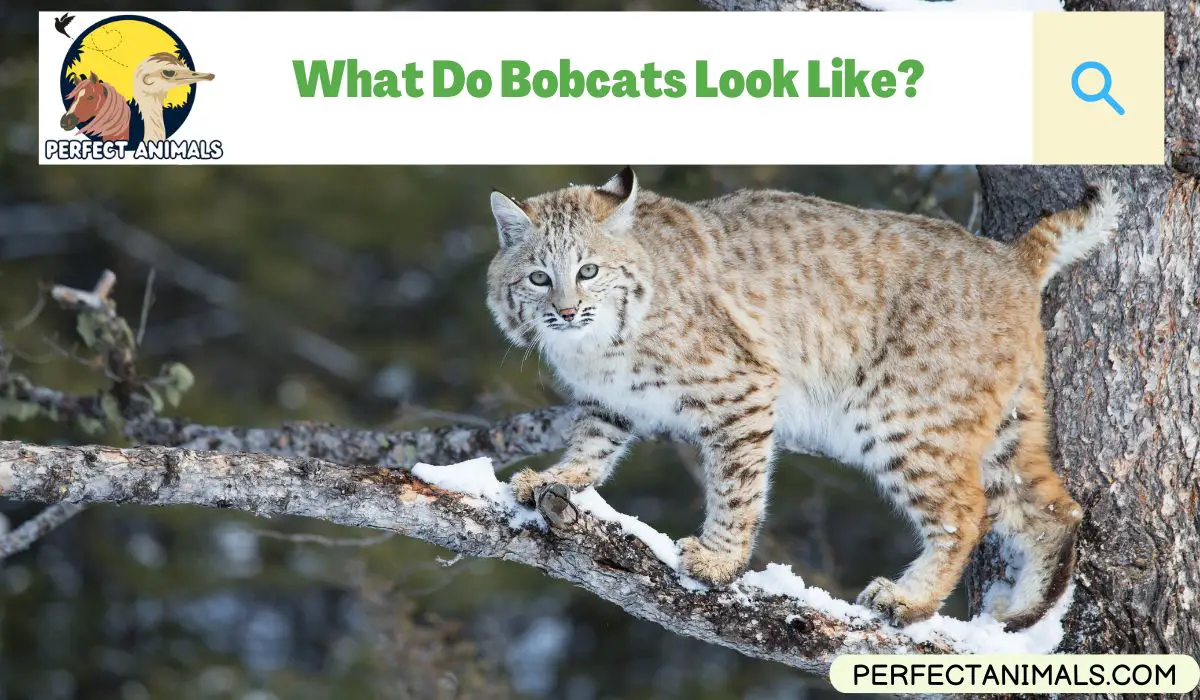 What Do Bobcats Look Like