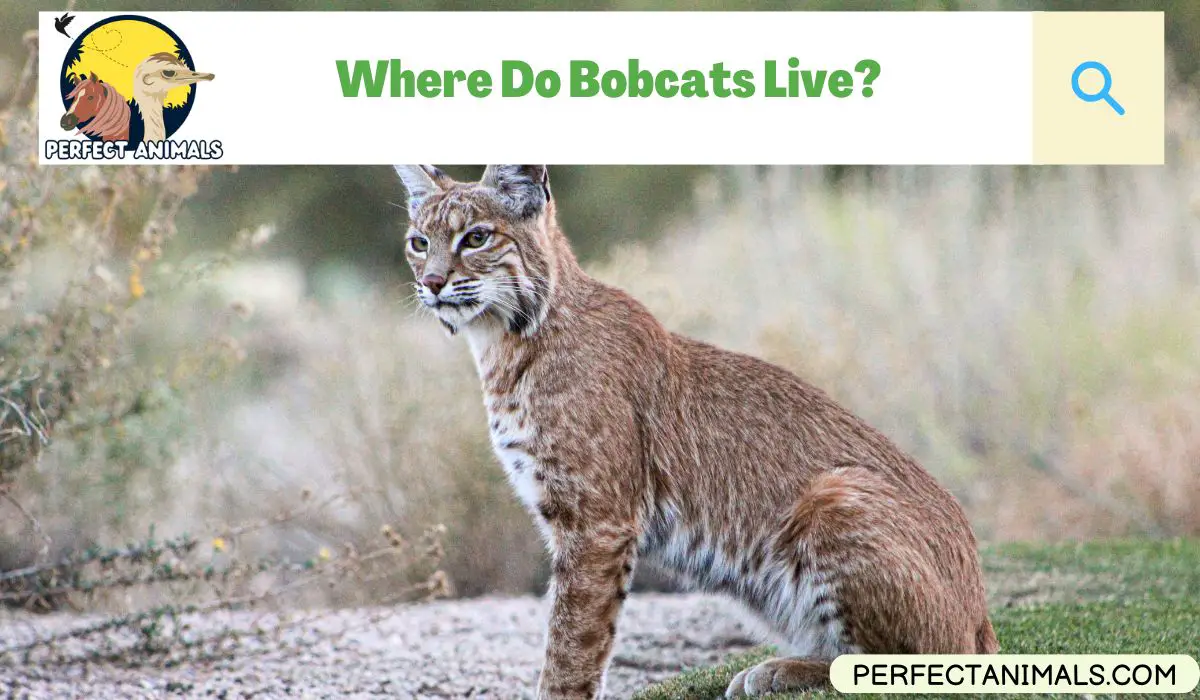 Where Do Bobcats Live