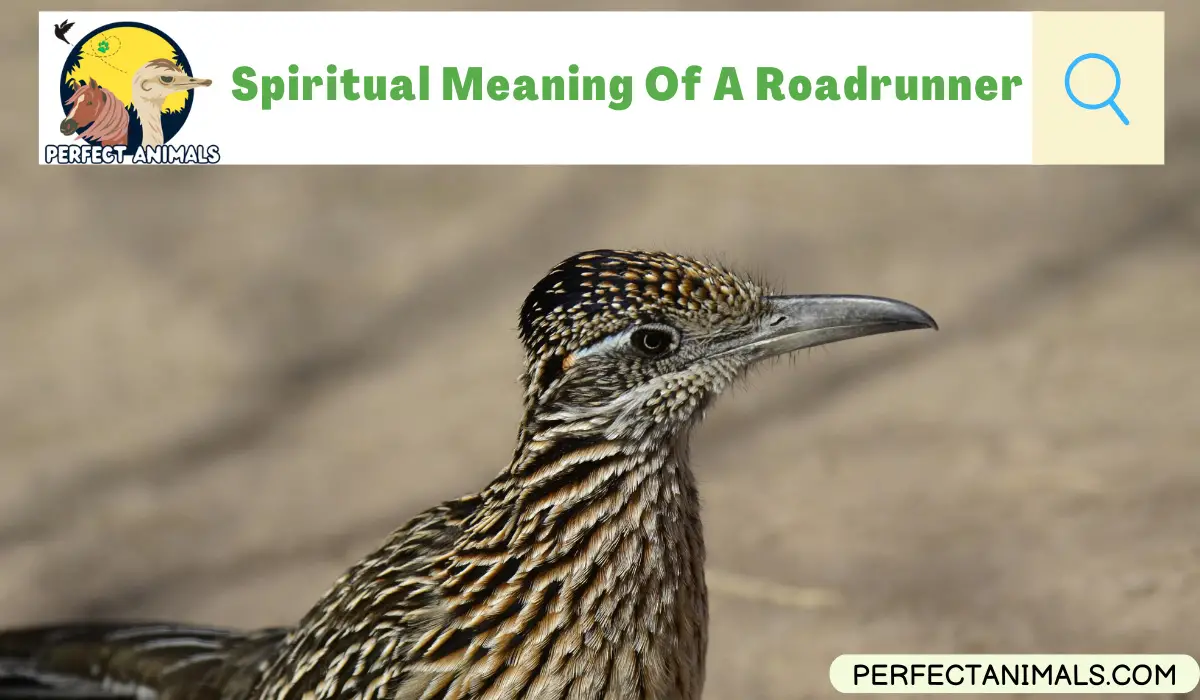 Spiritual Meaning Of A Roadrunner