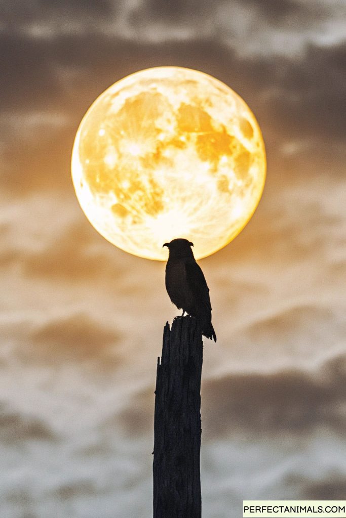 Whippoorwill silhouette against full moon, dramatic night sky