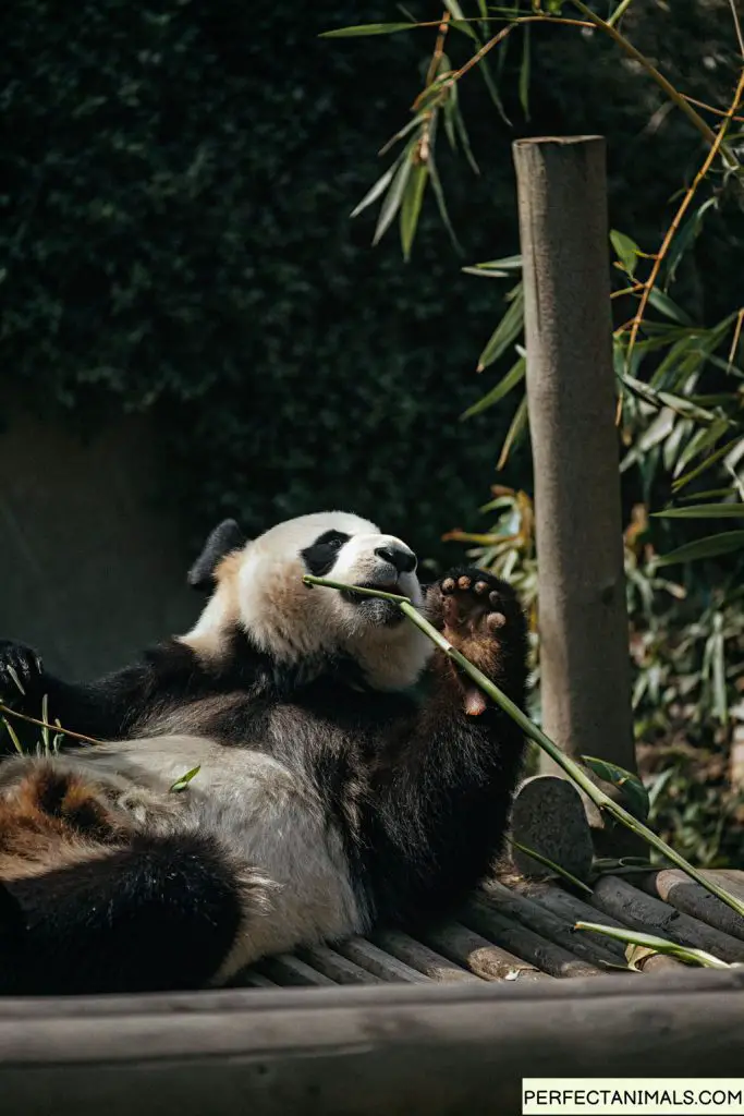 Giant panda lying on its back eating bamboo, completely relaxed posture