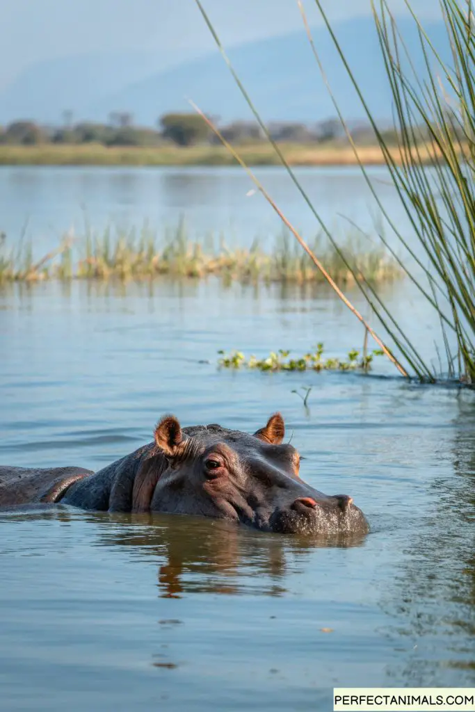 Hippopotamus