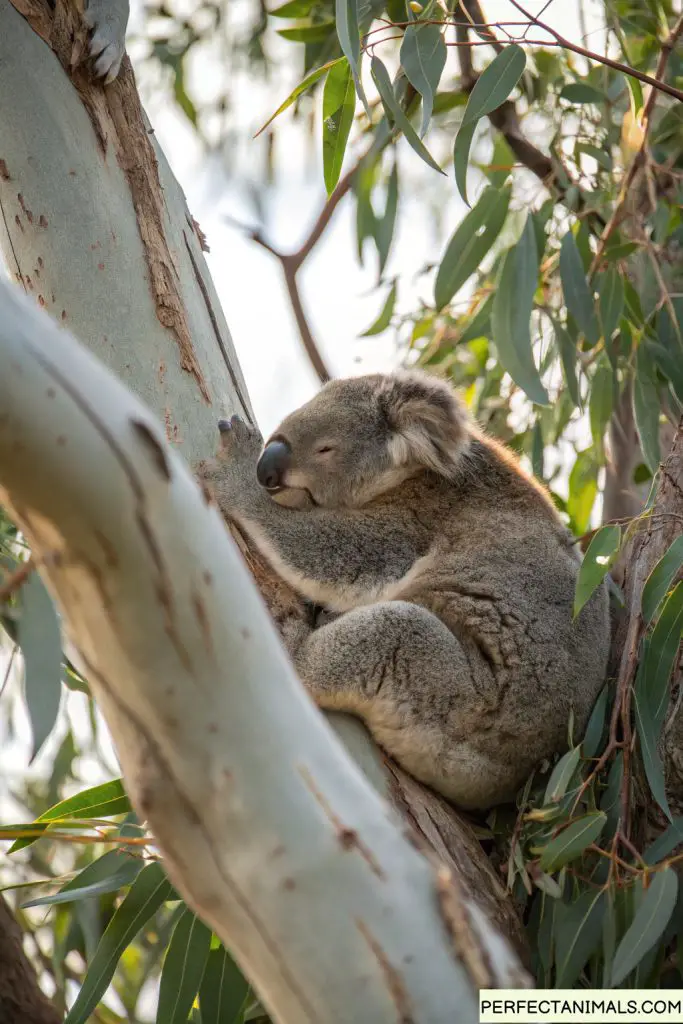 Koala sleeping curled up in eucalyptus tree, extremely relaxed, daytime
