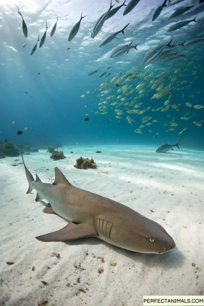 Nurse shark resting motionless on sandy ocean floor, peaceful underwater scene