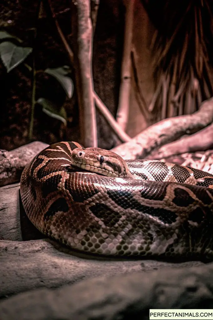 Large python coiled up resting after meal, completely still, natural habitat