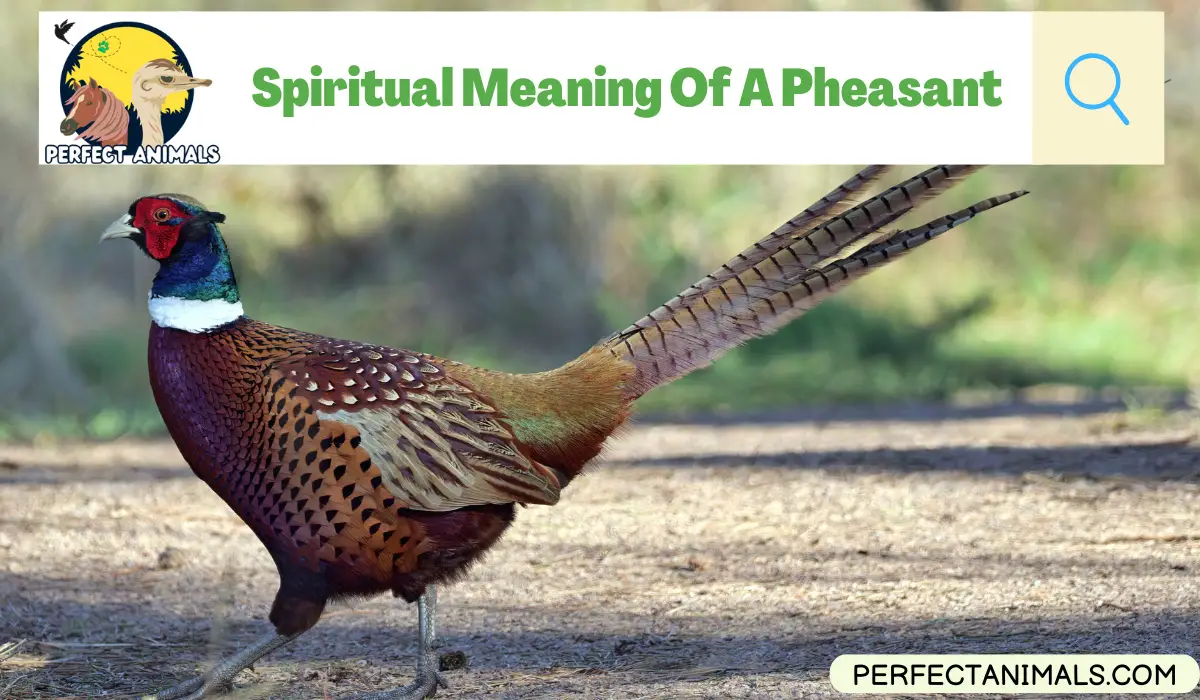 Spiritual Meaning Of A Pheasant