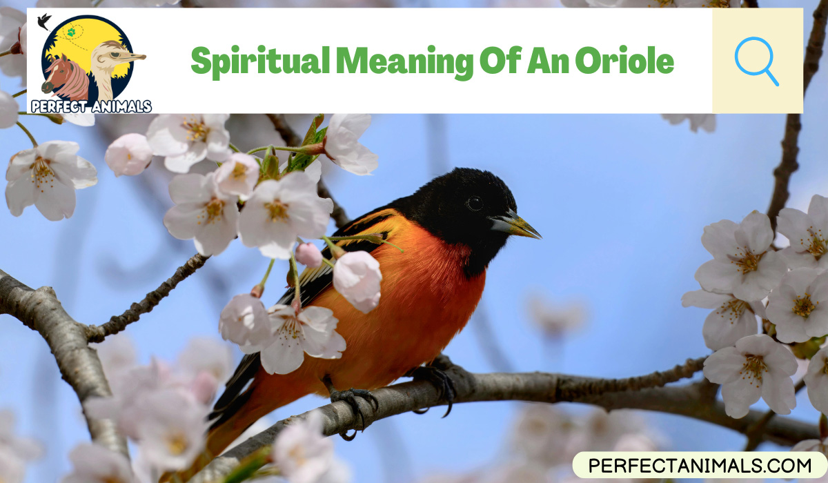 Spiritual Meaning Of An Oriole
