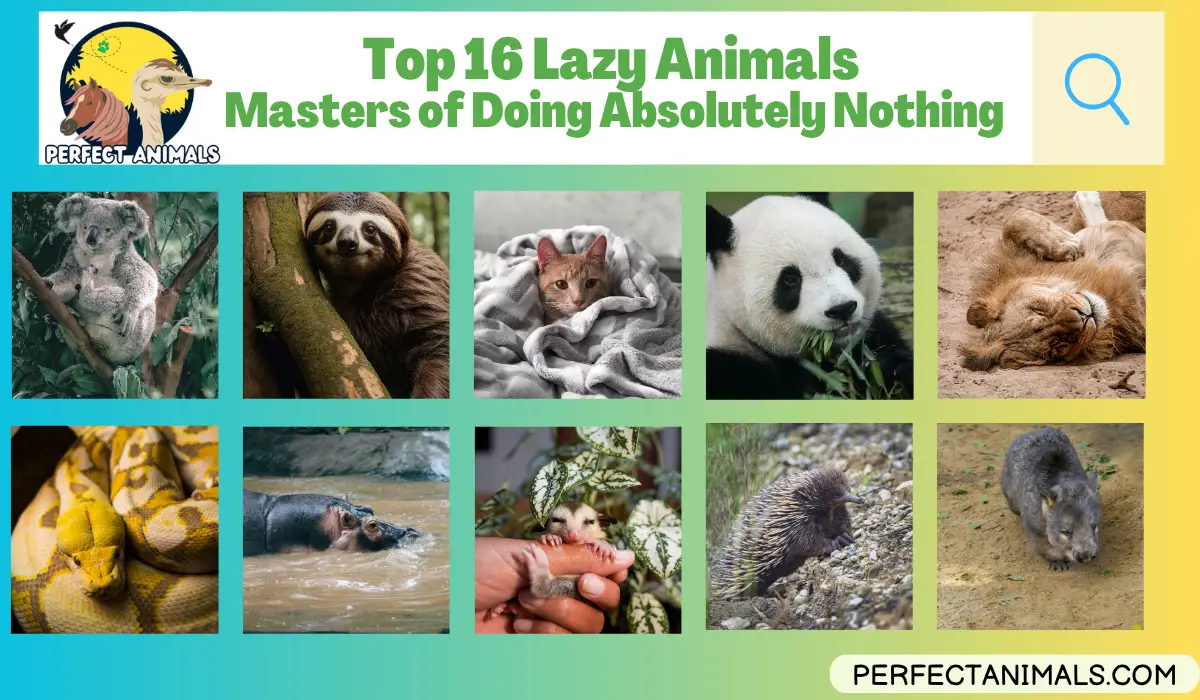 Top 16 Lazy Animals